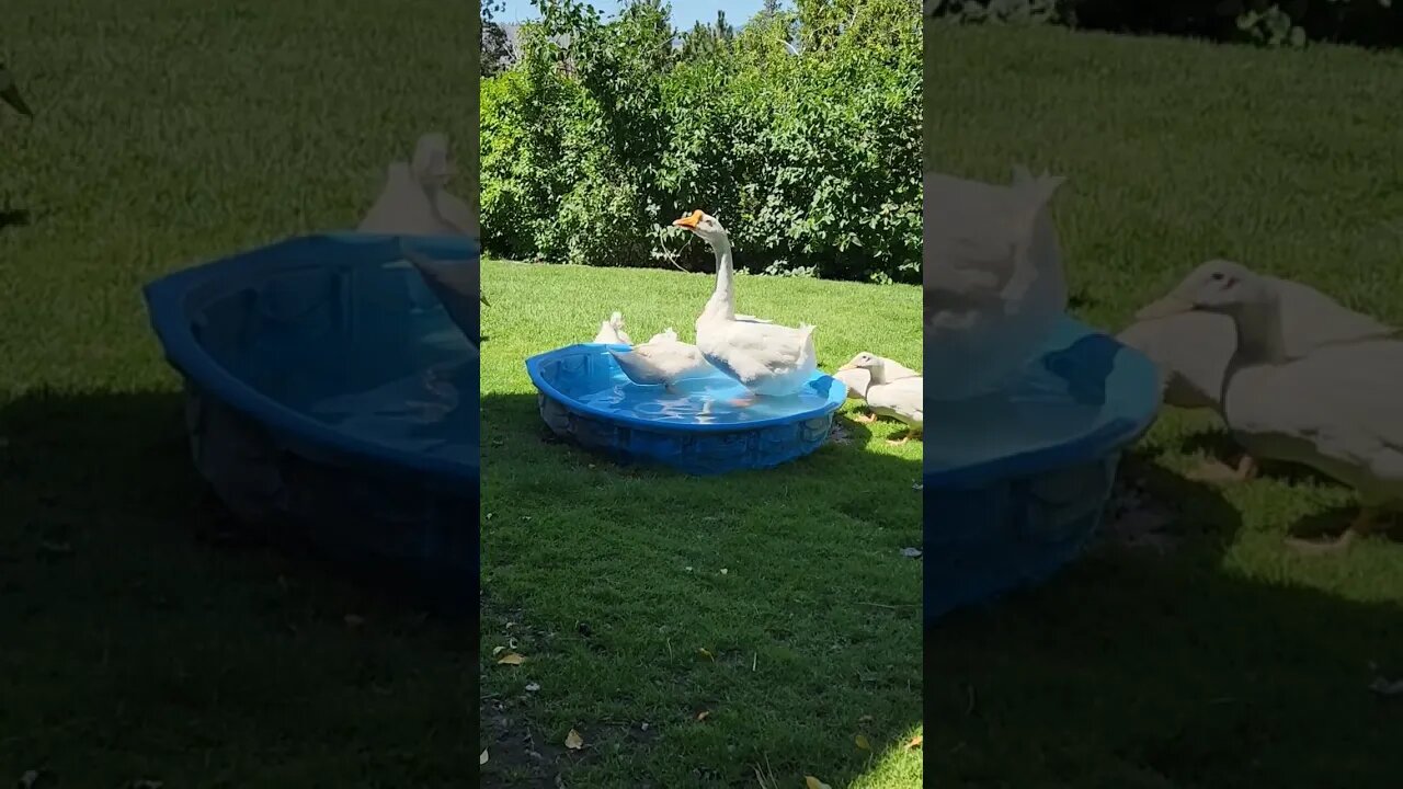 #shorts #goose #ducks