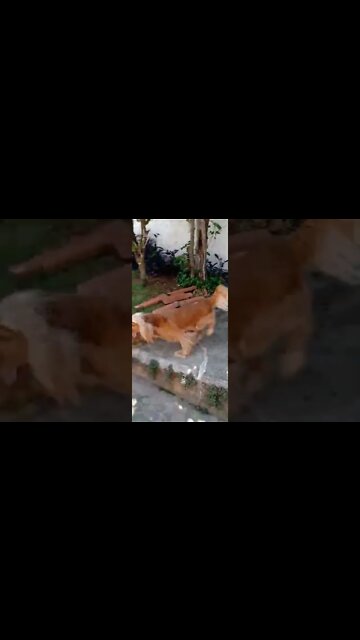 #dogshow , #animals , #dog , ,#shorts