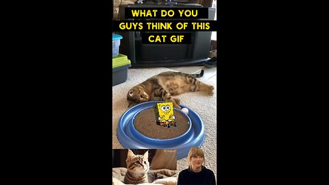 Cute Cat Gif