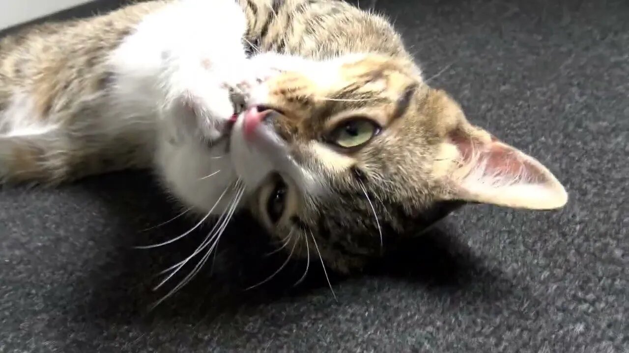 Fuzzy Fluff Ball Plays with Toy Mouse