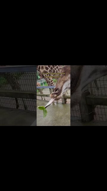 Most Amazing and trending video||relaxing your mind||trendig videos|| #shorts #trending #viral #live