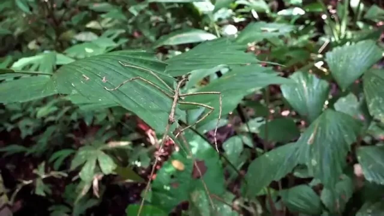 Borneo ~ Death ~ Blow Full Documentary