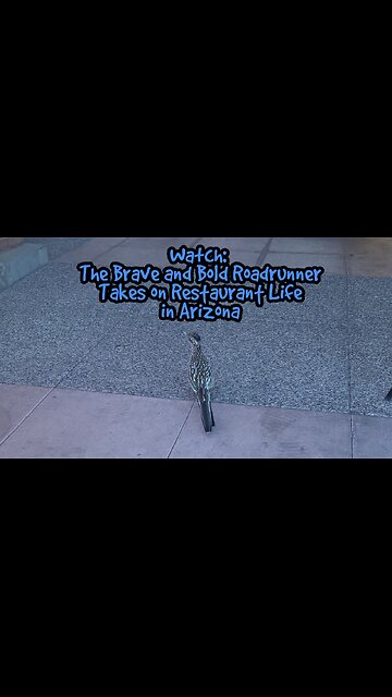 Watch: The Brave and Bold Roadrunner Takes on Restaurant Life in Arizona
