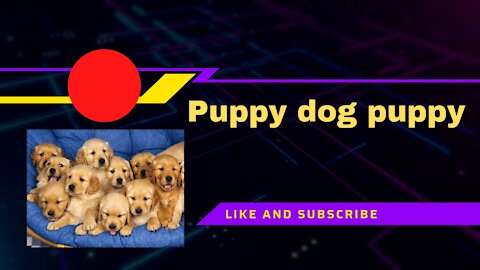 Puppy dog puppy cate