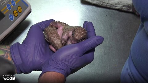 Birth Of Endangered White-Bellied Pangolin At Chicago Zoo Raises Population