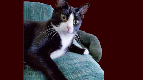 Meowing Language Compilation of Cats and Kittens:Part-03-MayaFunnyVideo