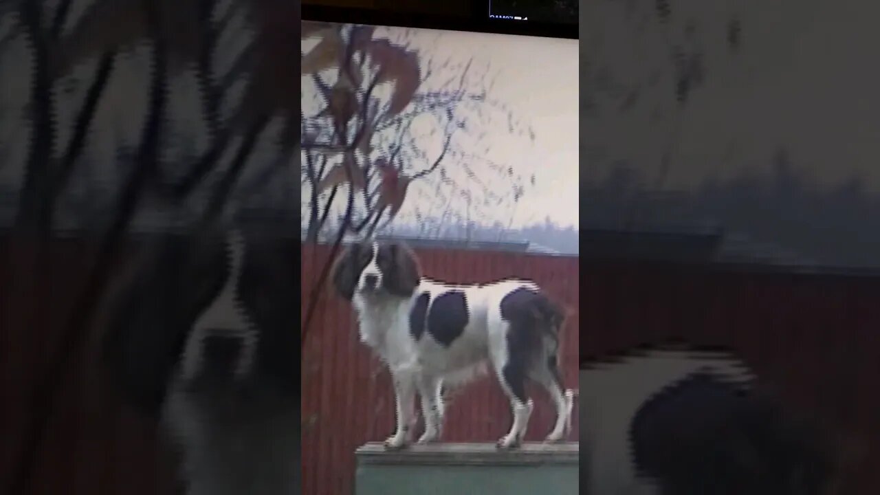 Springer Spaniel Jumps on Wall like a Cat 🐕