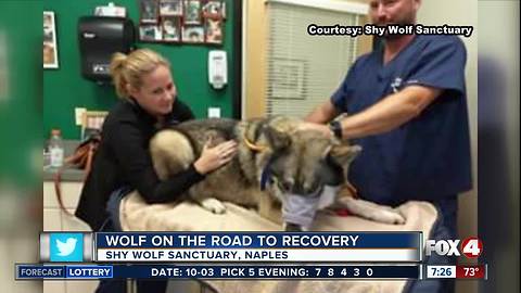 Wolf on the road to recovery at the Shy Wolf Sanctuary