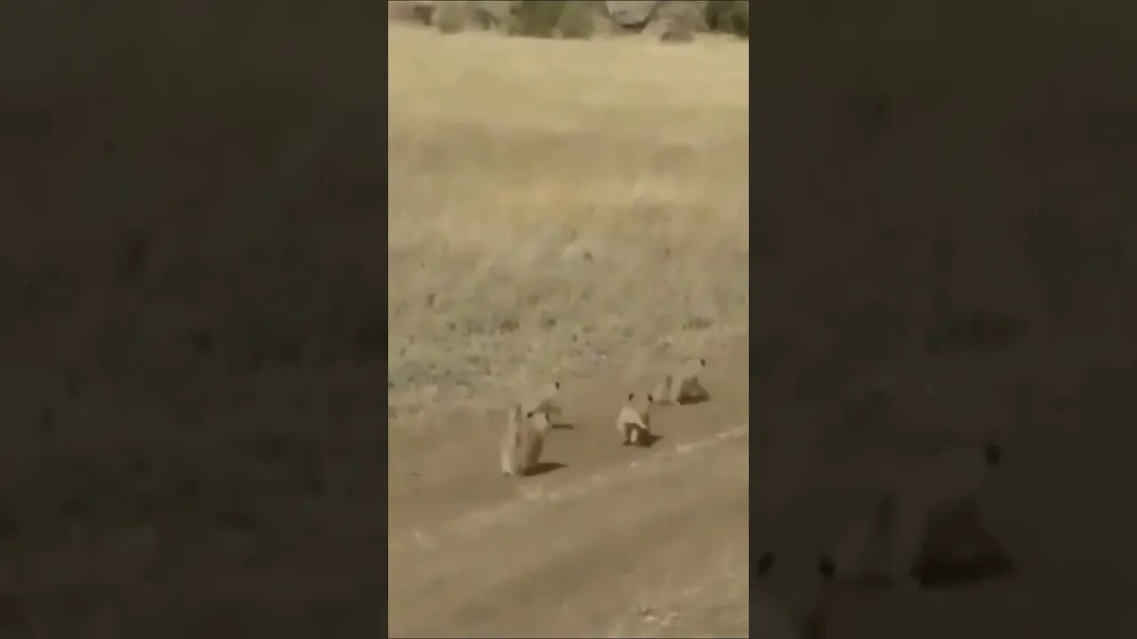 Lion 🦁 Cubs playing with his dad ☺️