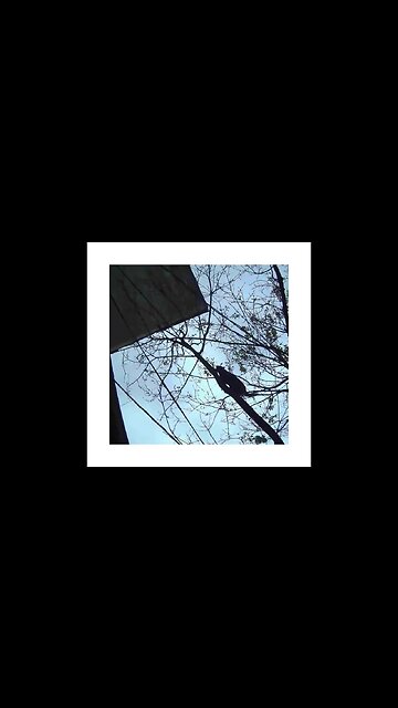 SPRETNA MACA | SHORTS VIDEO