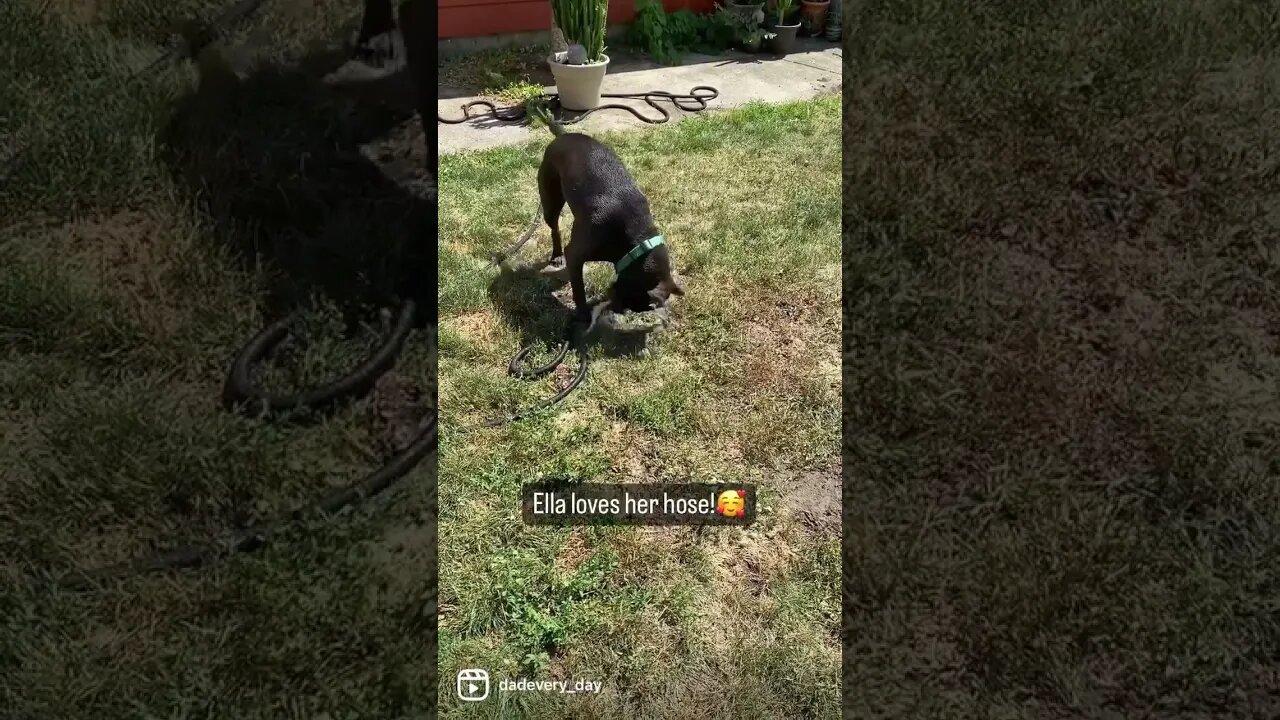 A Pitbull and her hose! -Cute- #shorts #viral #cute #pitbull #dog