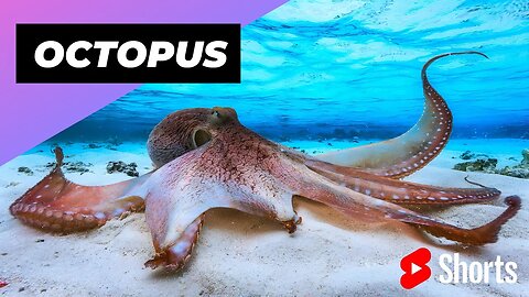 Octopus 🐙 One Of The Most Intelligent Animals In The World #shorts