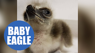 First moments in the life of an eagle chick