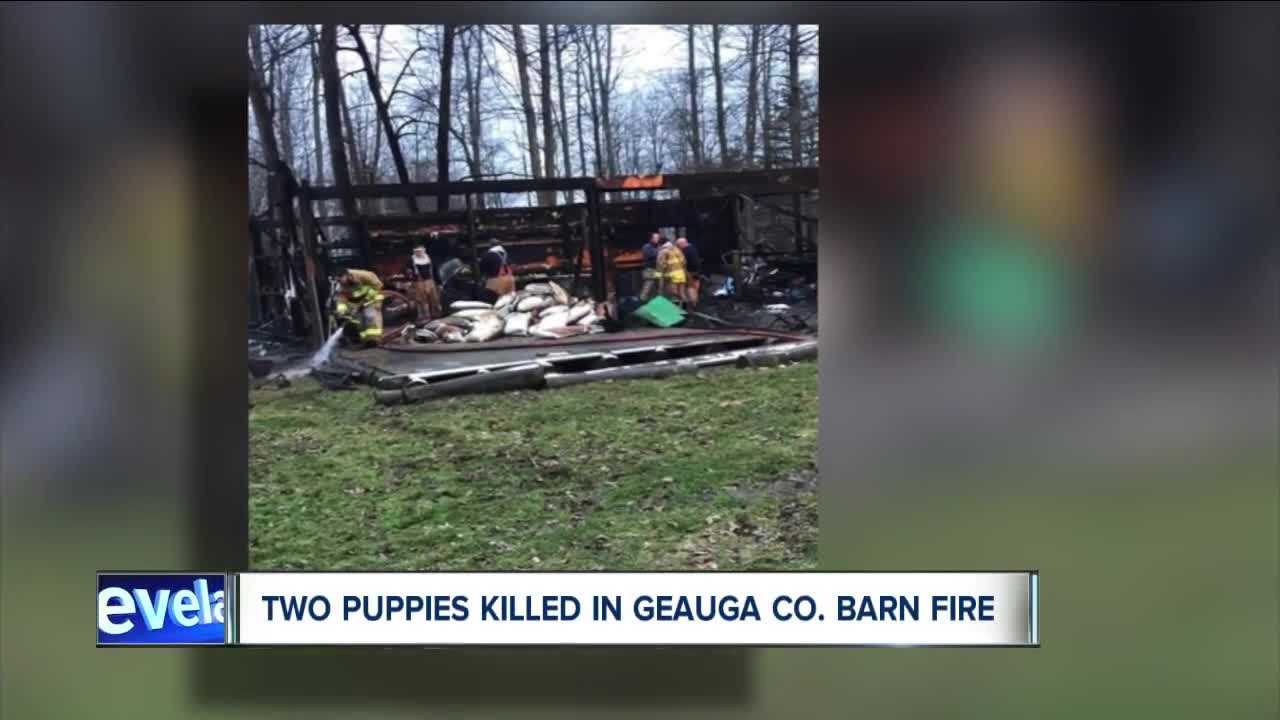 Geauga County barn fire kills 2 dogs, injures mother dog attempting to rescue puppies