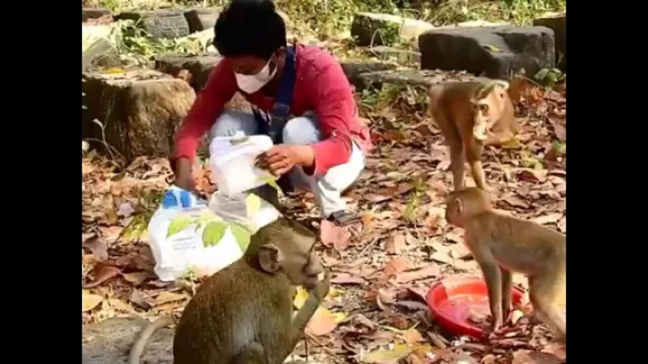Savana Team Greet Us For Breakfast, Poor Baby Monkeys Very Hungry