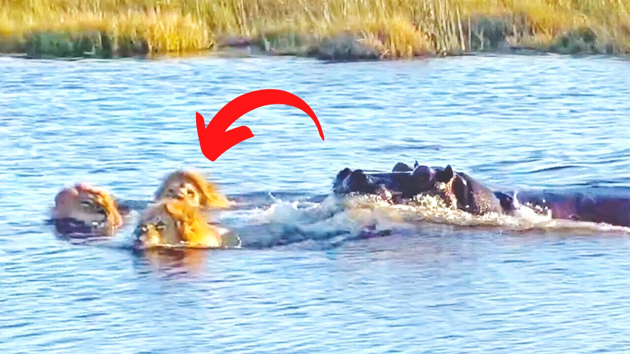 HIPPO ATTACKS 3 LIONS CROSSING THE RIVER