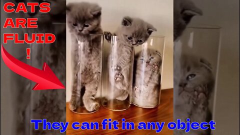 Cats Are Fluid Evidence in this video😂 .