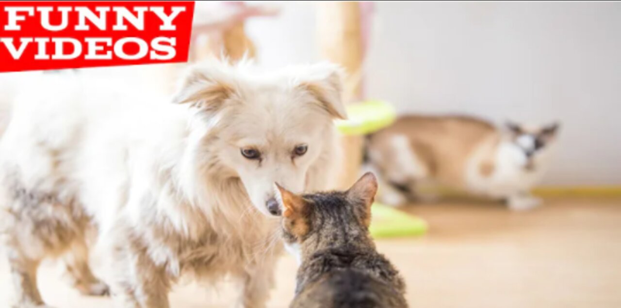 Best Funny Animal Videos| Try not to laugh