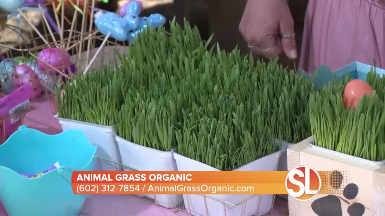 Animal Grass Organic offers living, pet friendly easter baskets