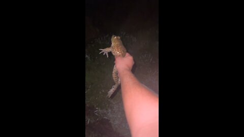 Catchin’ frogs