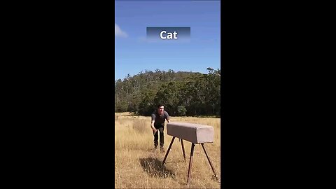 If animals did parkour