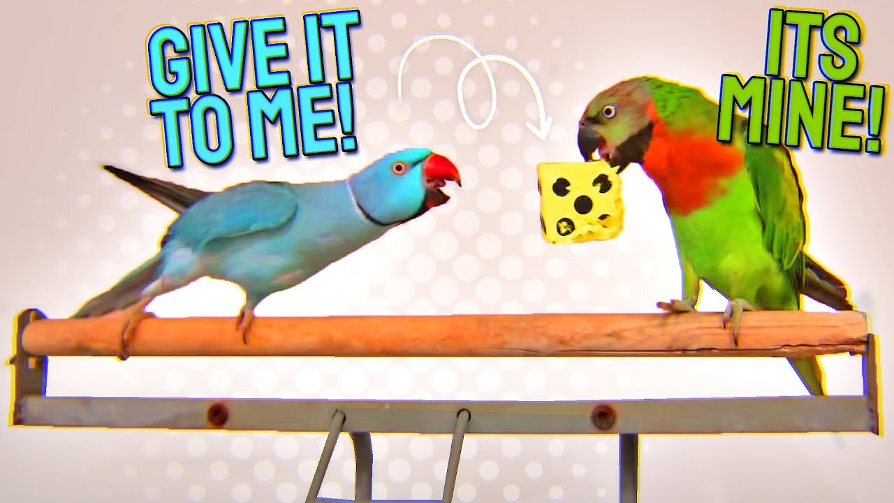 My Parrots Fight Over Their Favorite Toy!! NAUGHTY BIRDS!!