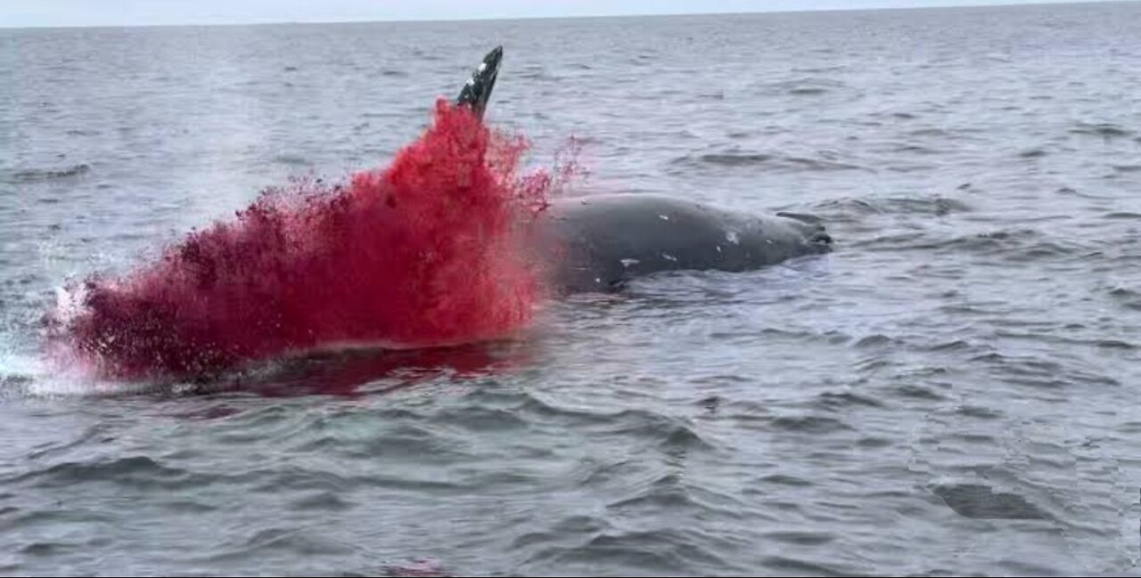 Dead Whales Floating on water Explode