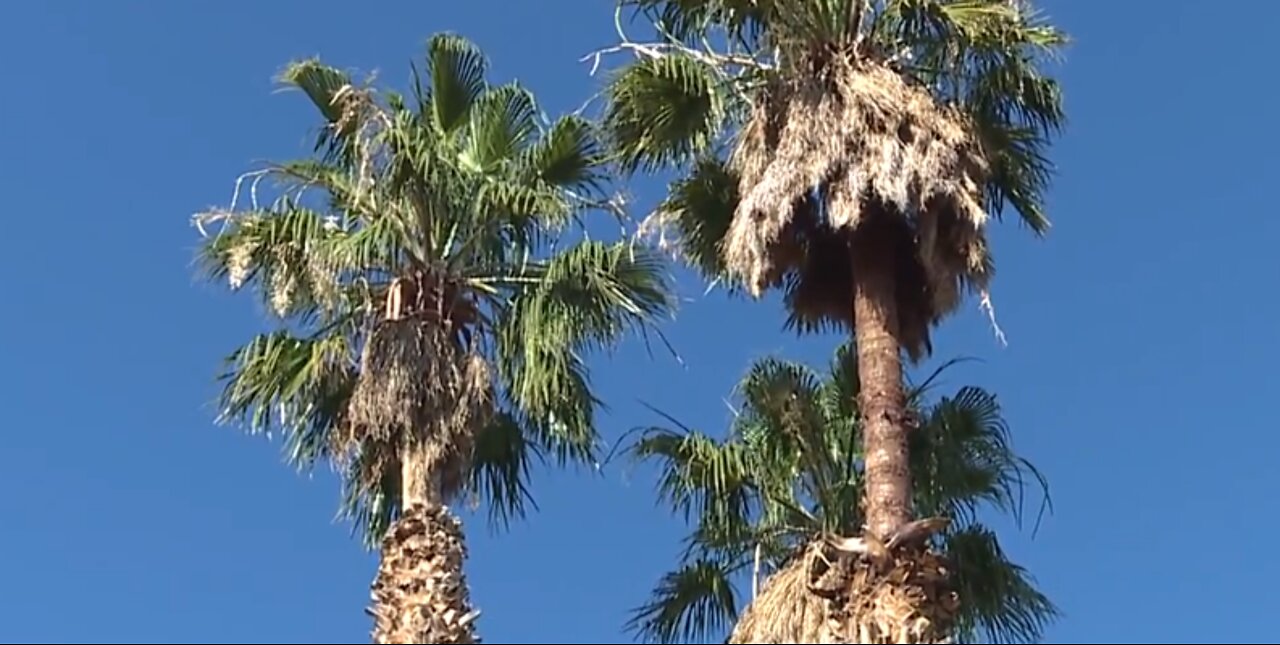 Tree trimmer rescued from palm tree in east Las Vegas