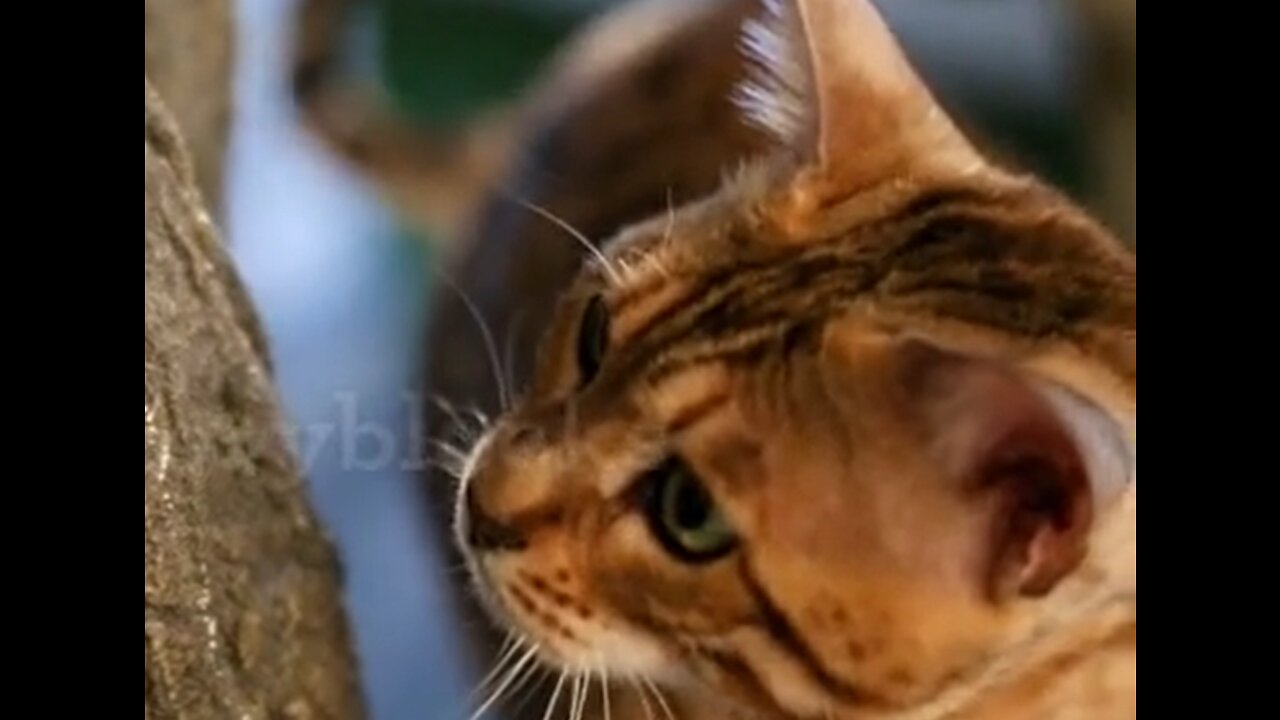 Active bengal cat running after insects