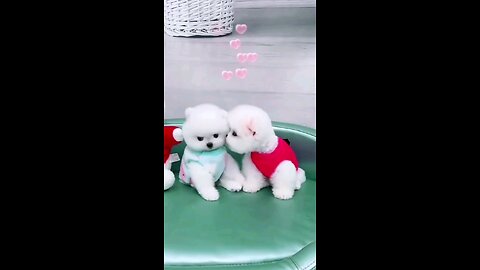 beautiful puppy dog 🐕 trending video