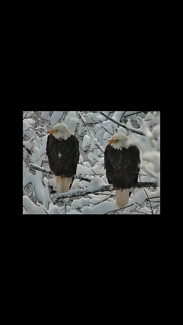 Bald Eagle Christmas Card