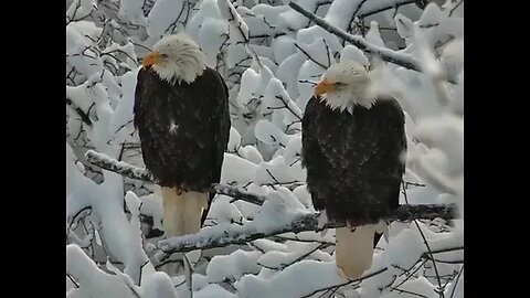 Bald Eagle Christmas Card