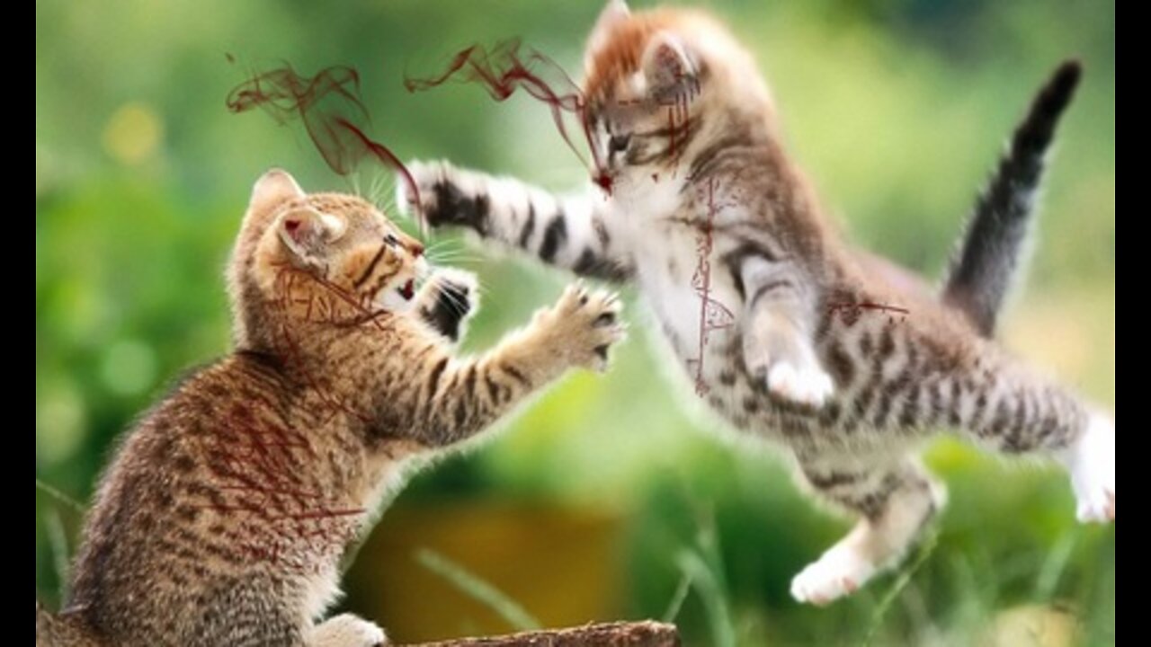 Cute cat training video fanny catpets video best cat training video