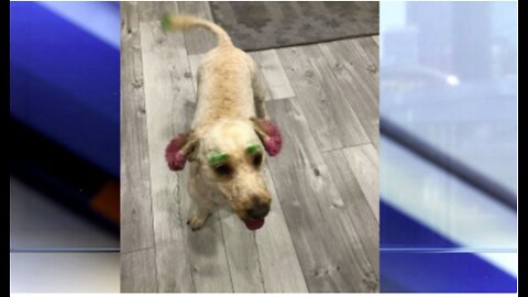 Lake Worth Beach woman's dog dyed green and pink in bizarre grooming debacle