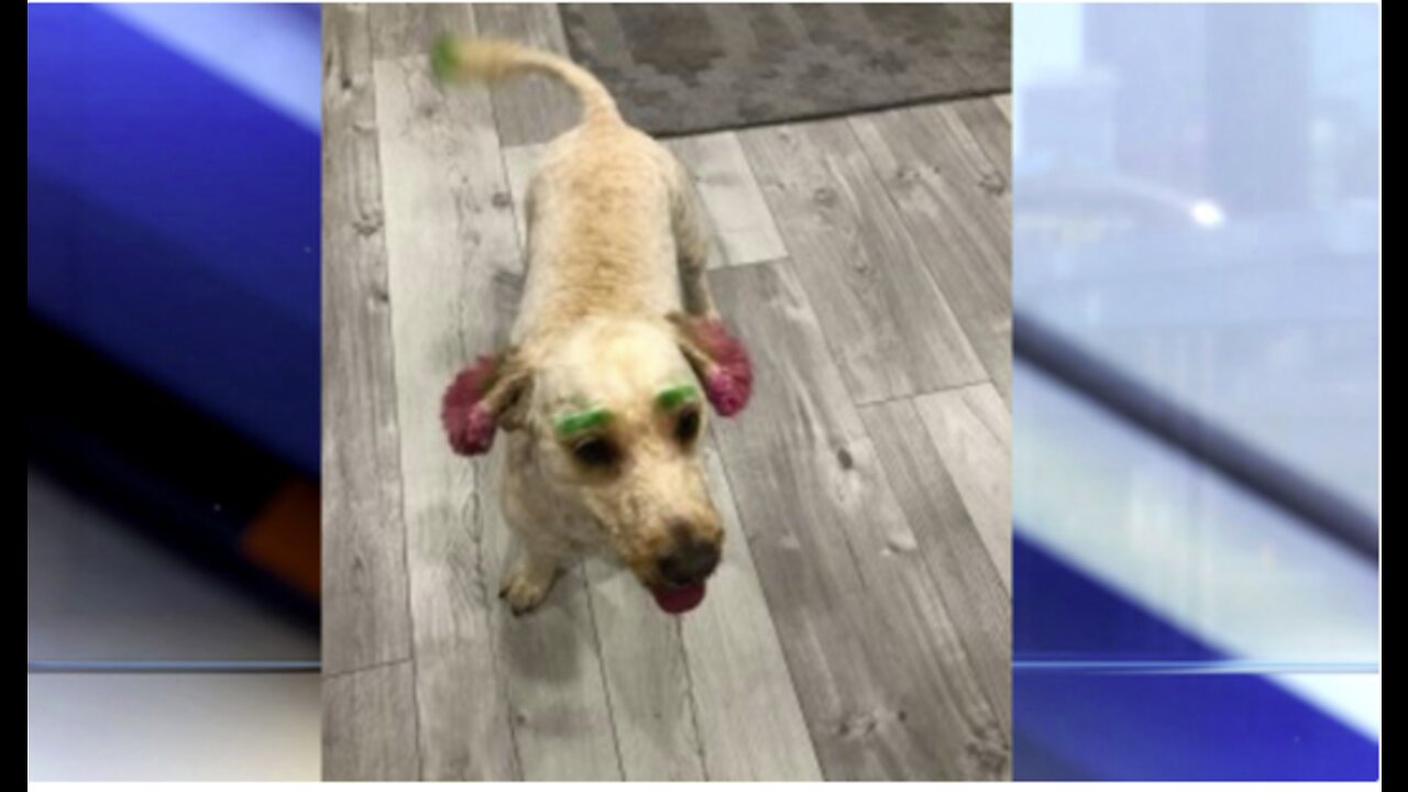 Lake Worth Beach woman's dog dyed green and pink in bizarre grooming debacle