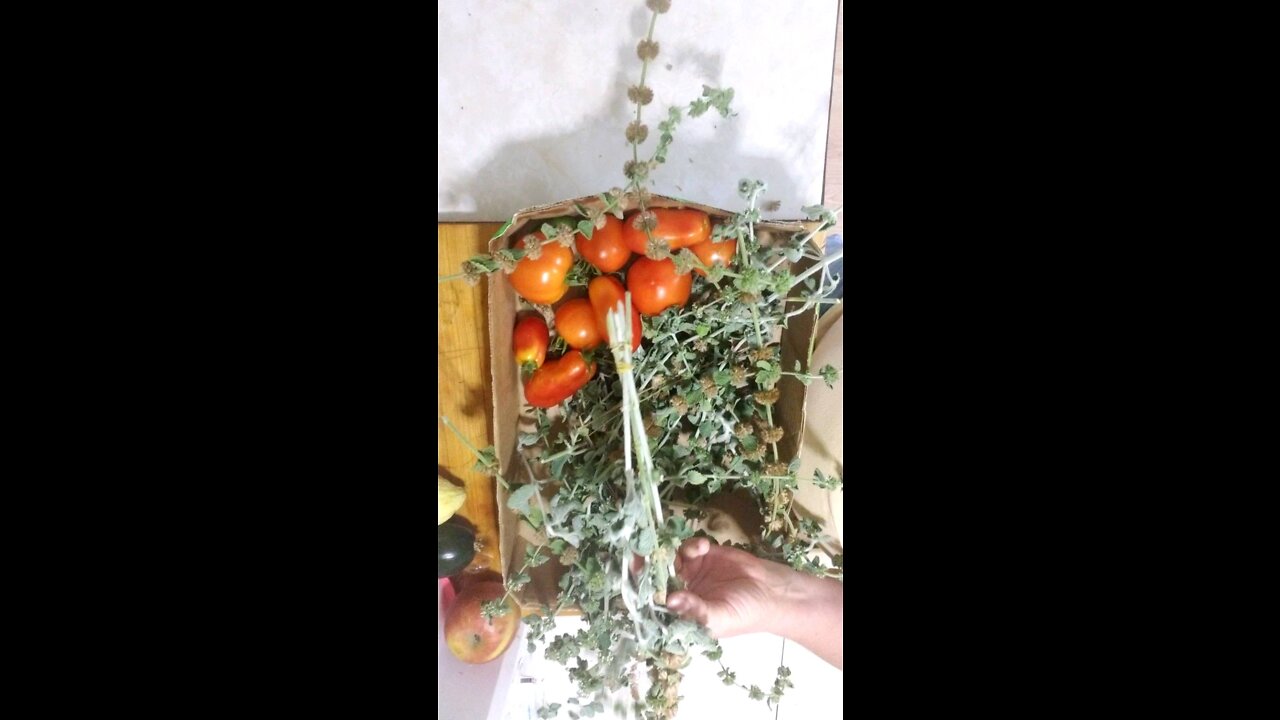 How to Prepare Herbs for Hang-Drying