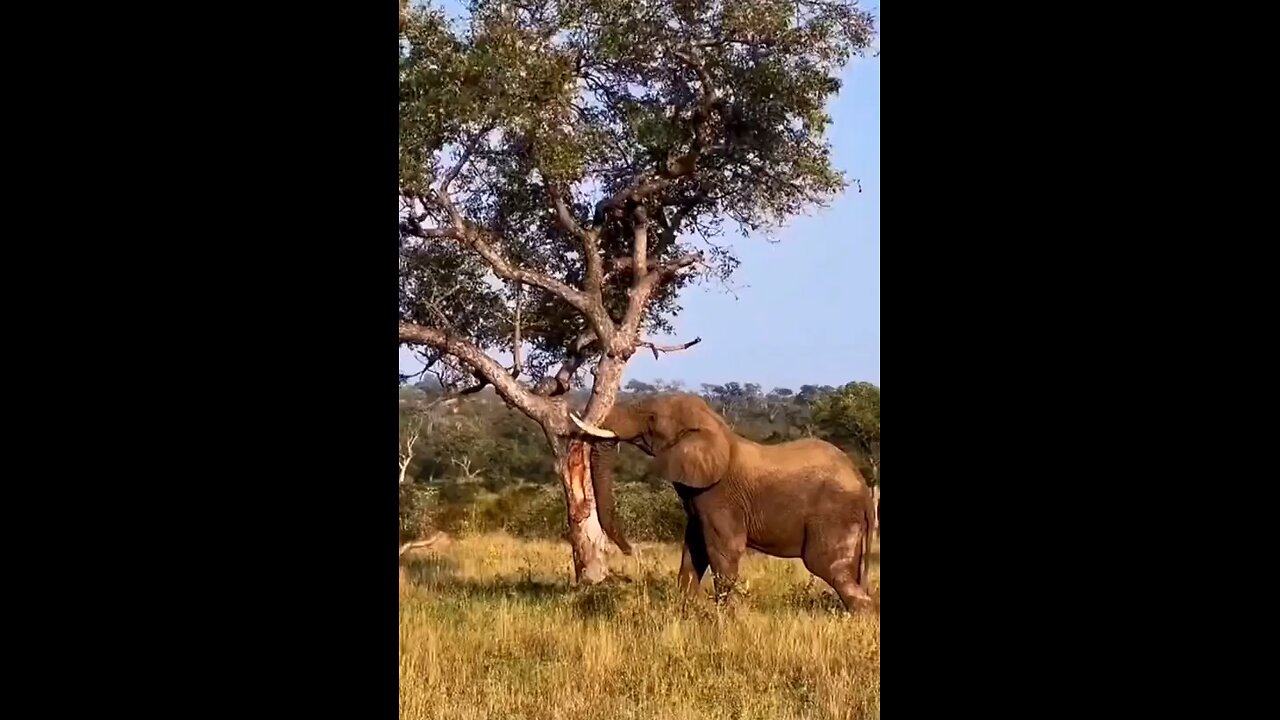 Strong trunk 💪🏾 of an elephant