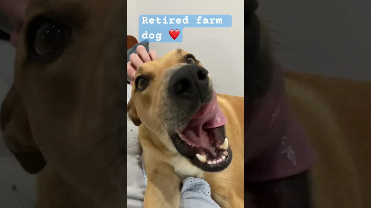 Retired farm dog loves cuddles with owner and his favourite toy ❤️