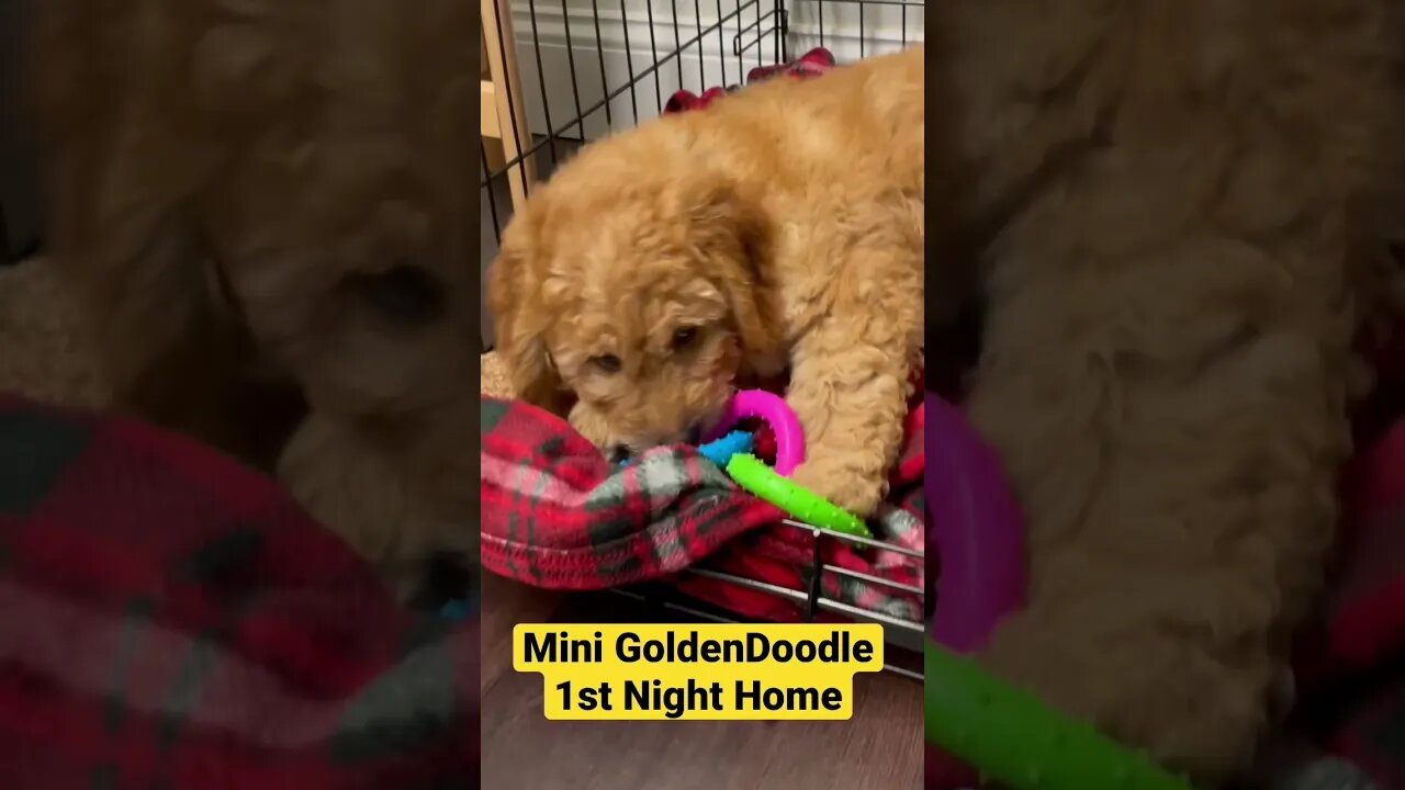 Mini GoldenDoodle 1st Night Home🥰