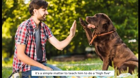 Teach your dog five simple habits