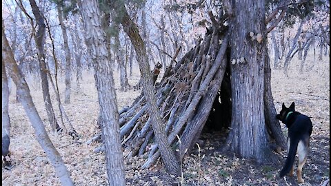 Sasquatch Blind Near Deer Kills