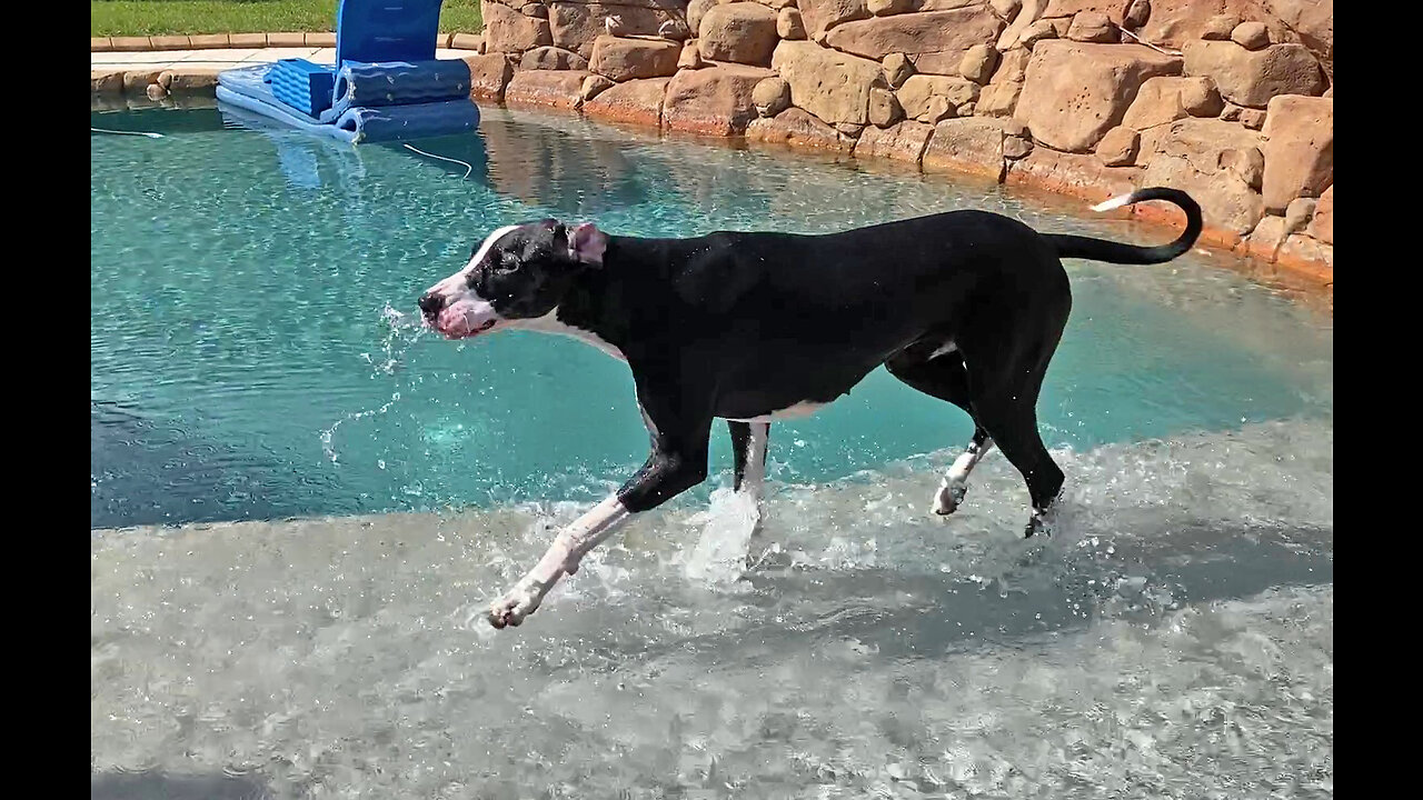 Funny Great Danes Have Totally Different Styles Of Pool Day Drinking