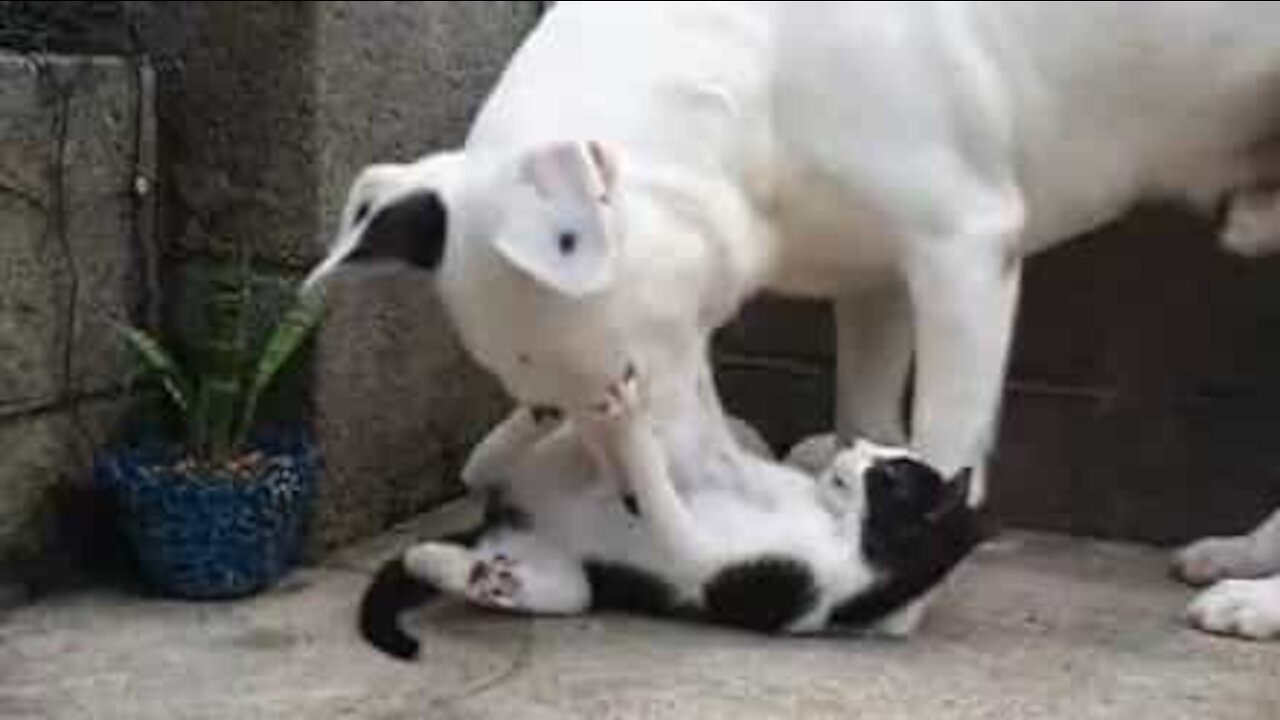 Gata resgatada cria amizade maravilhosa com cães!