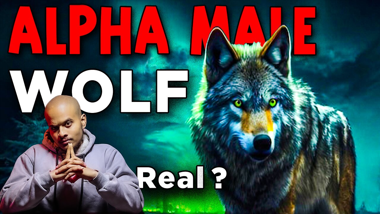 Is Alpha Male Wolf actually real? | Samrat Dhital