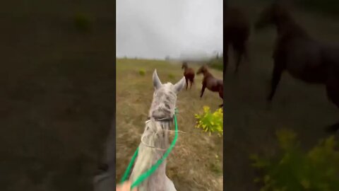 Riding Among Wild Horses in Italy