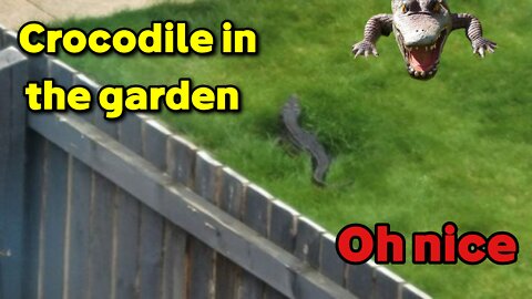 Crocodile in the garden