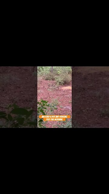 No bucks this morning but it wasn’t because we didn’t try. #georgia #hunting #archery