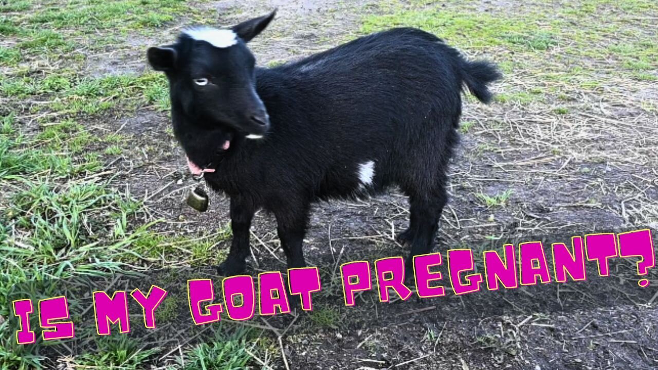 Is My New Baby Goat Pregnant
