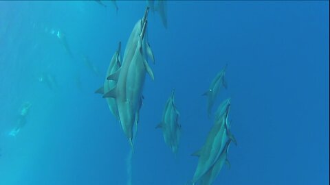 Big Paul & Deb Swimming Big Island [2017-2018]