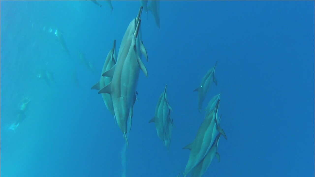 Big Paul & Deb Swimming Big Island [2017-2018]
